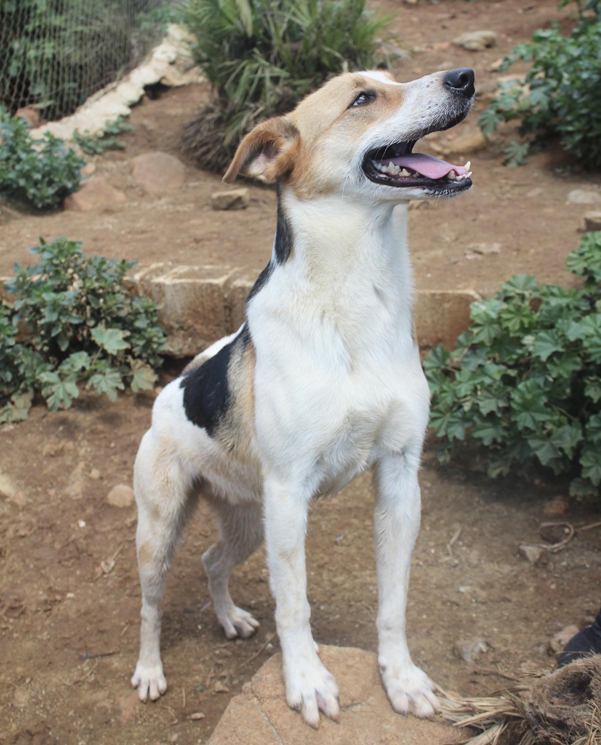 Bailey - AM25153AD Bailey - AM25153AD