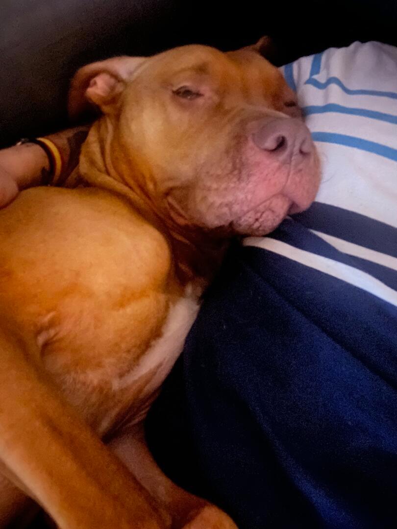 Chico - AM26268 Chico - AM26268