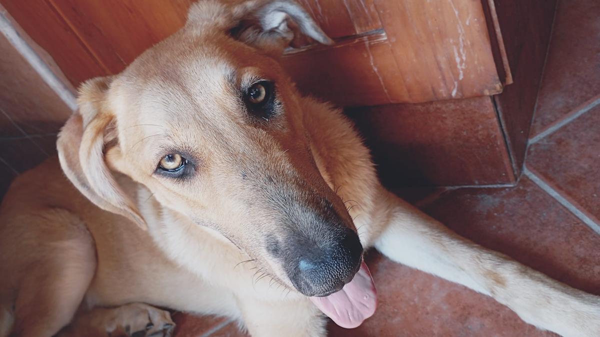 Skye - YF2480 Skye - YF2480