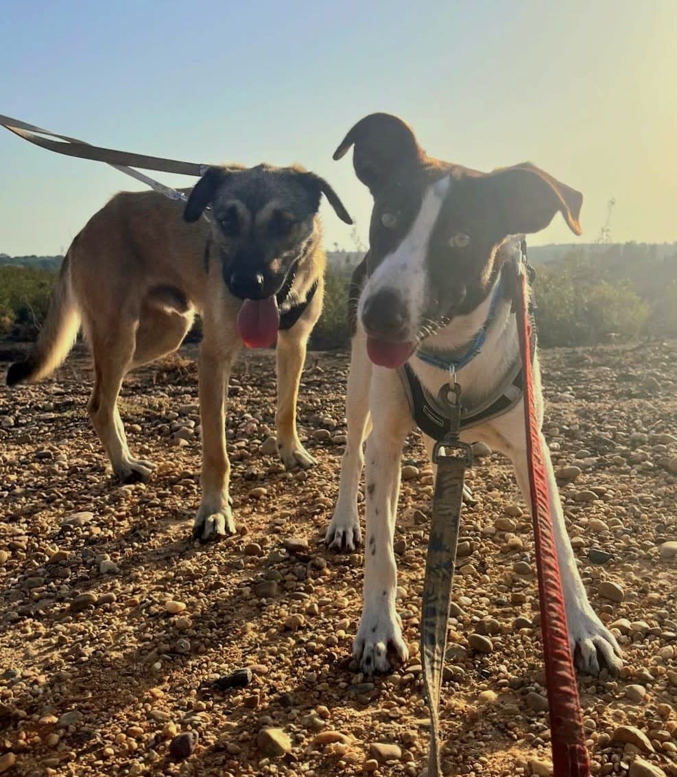 Bentley - YM25198 Bentley - YM25198