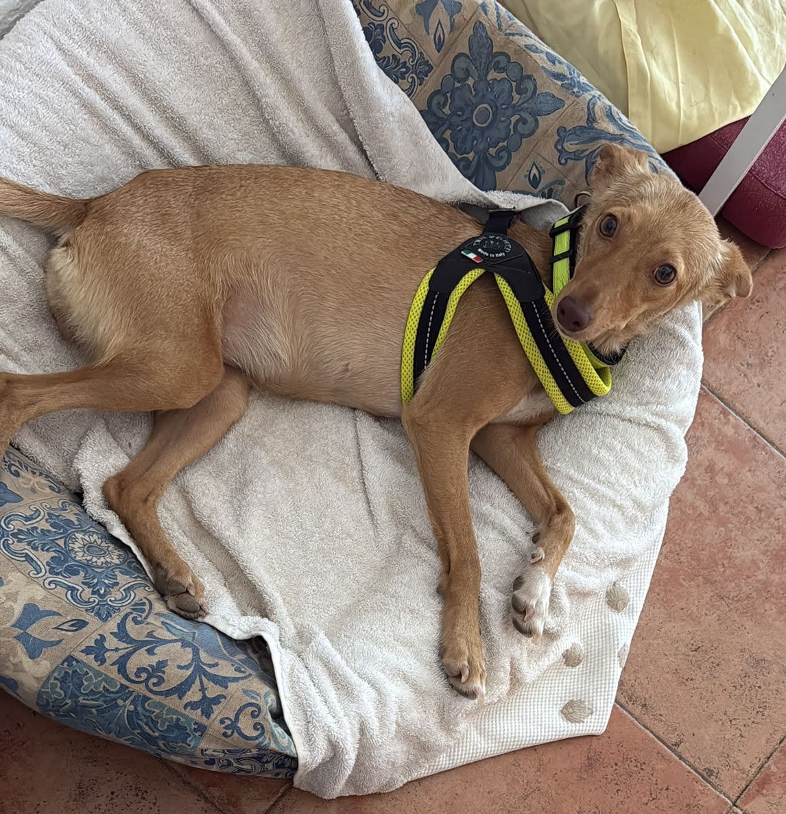 Khaleesi - YF25192FC Khaleesi - YF25192FC