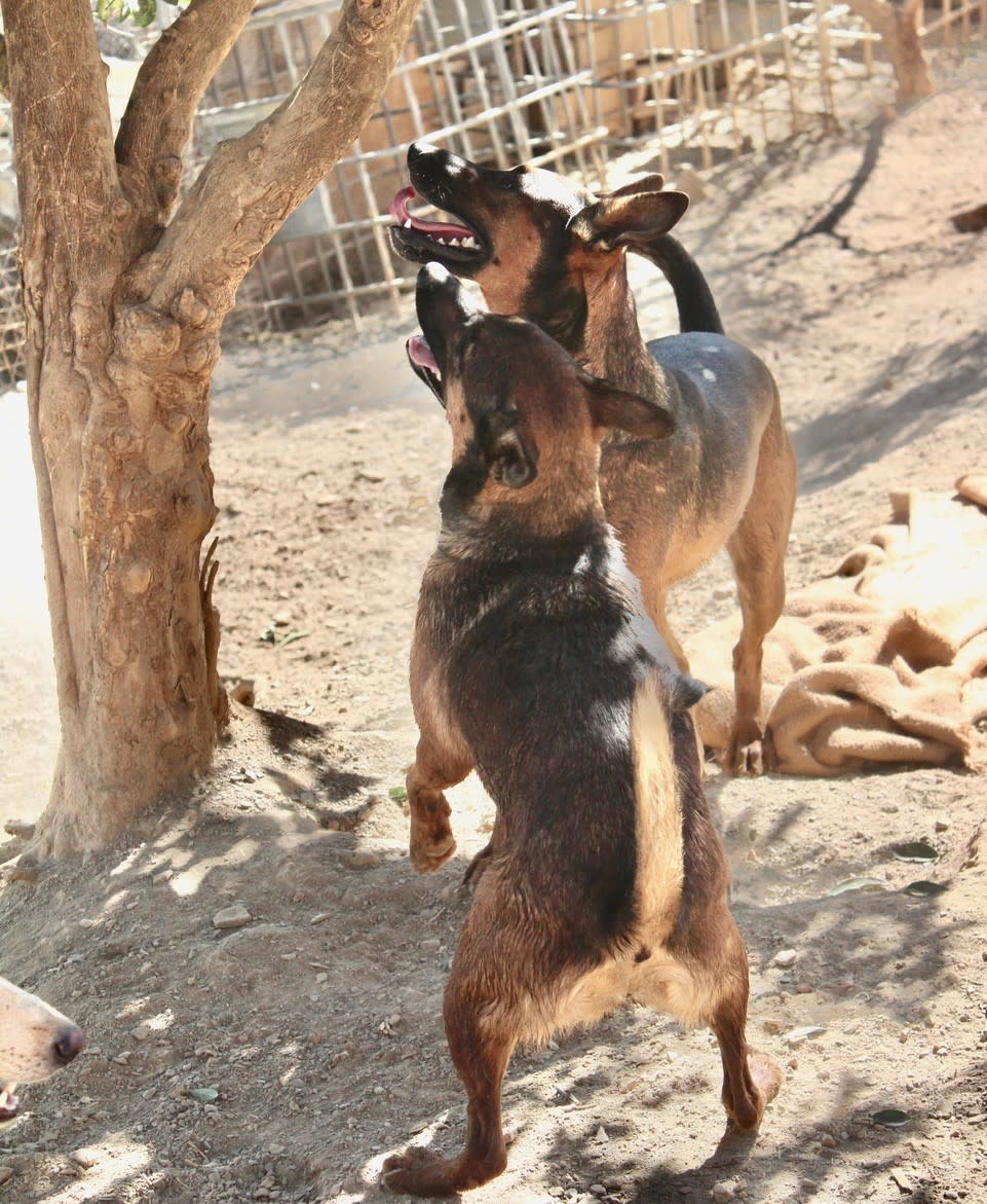 Romeo and Juliet - 25203PL Romeo and Juliet - 25203PL