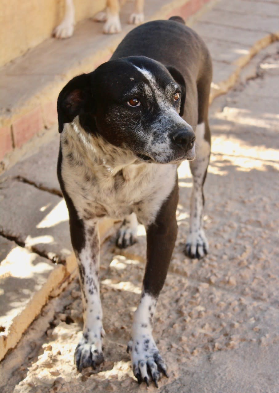 Lady - AF24101PL Lady - AF24101PL