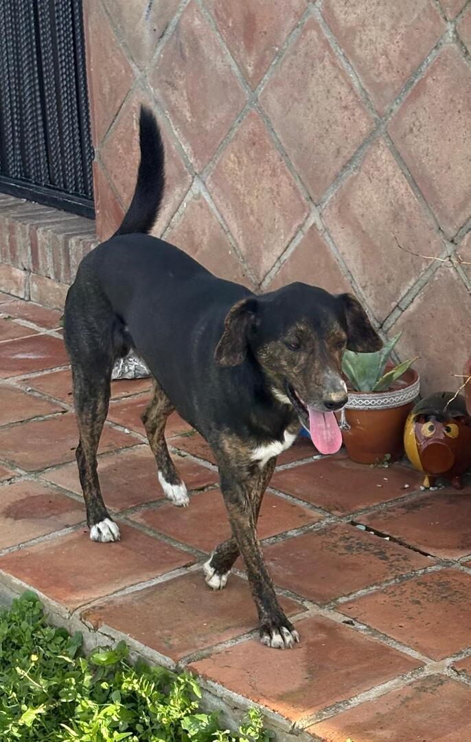 Dobby - AM26330