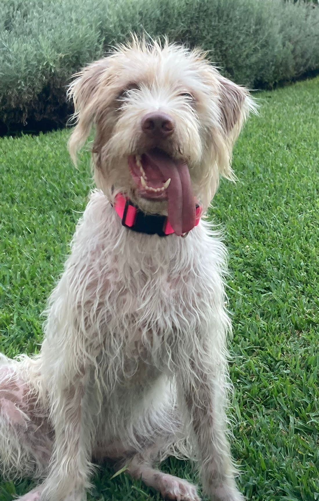 Dotty - YF25215 Dotty - YF25215