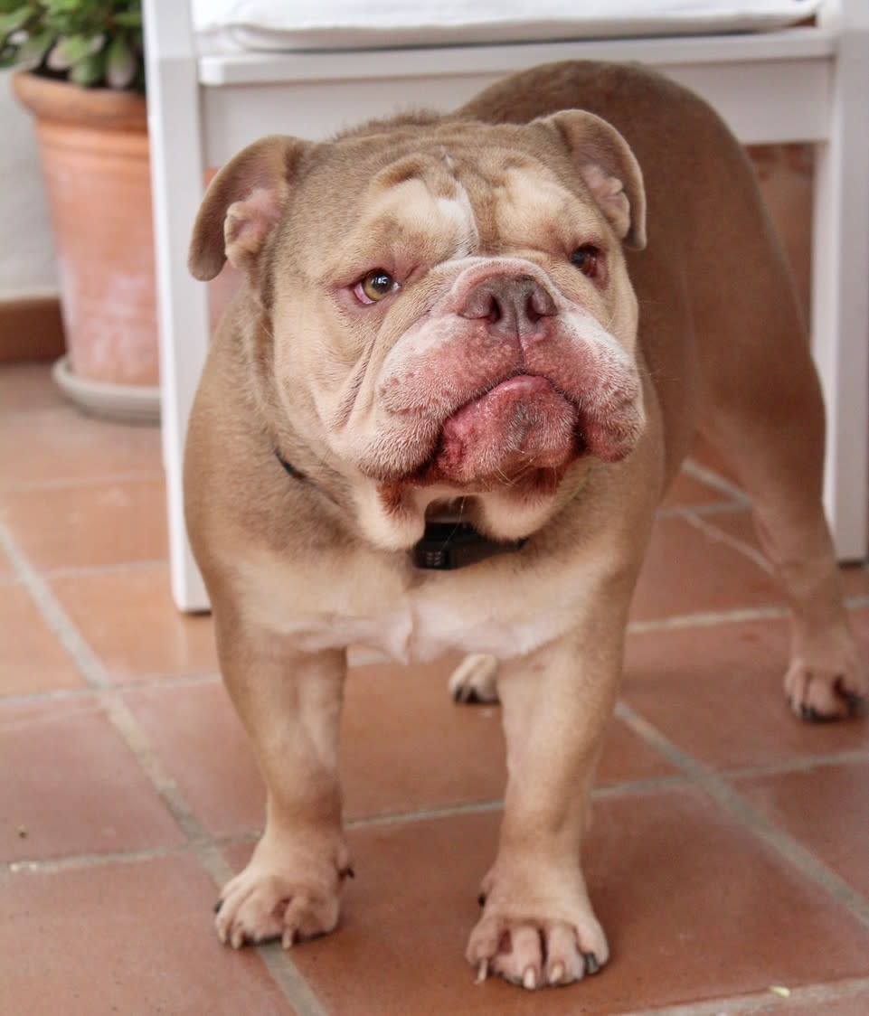 Honey - YF2468RH Honey - YF2468RH