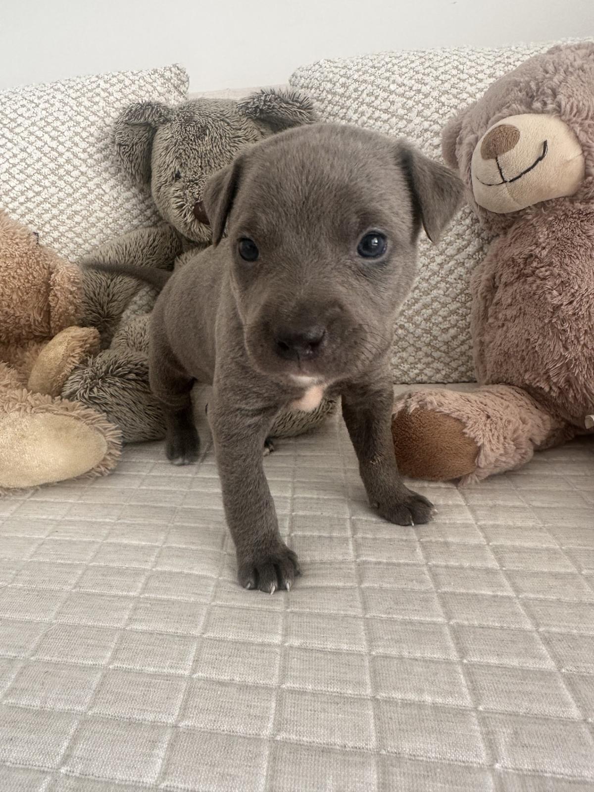 Milka - PF25122 Milka - PF25122