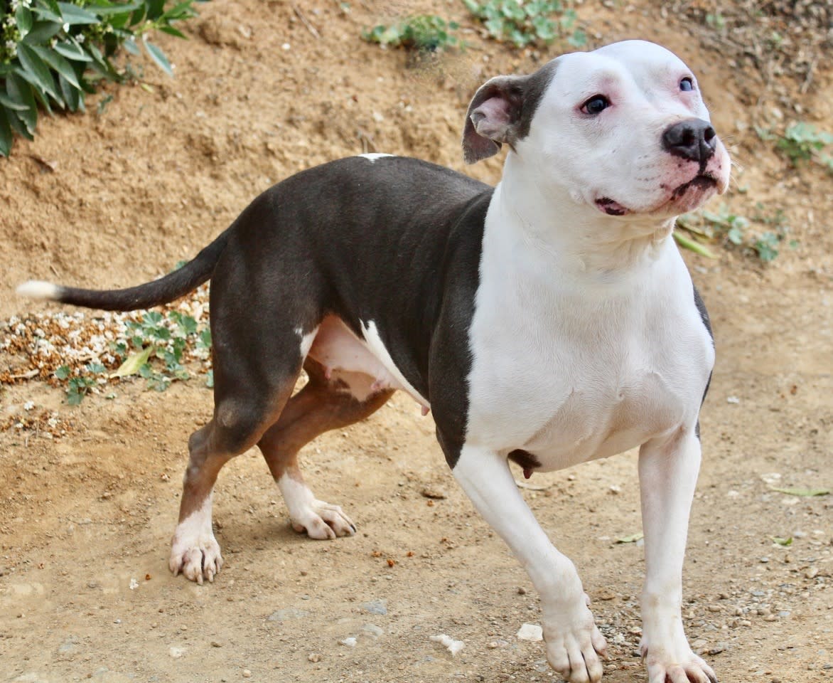 Perla - AF2414SS Perla - AF2414SS