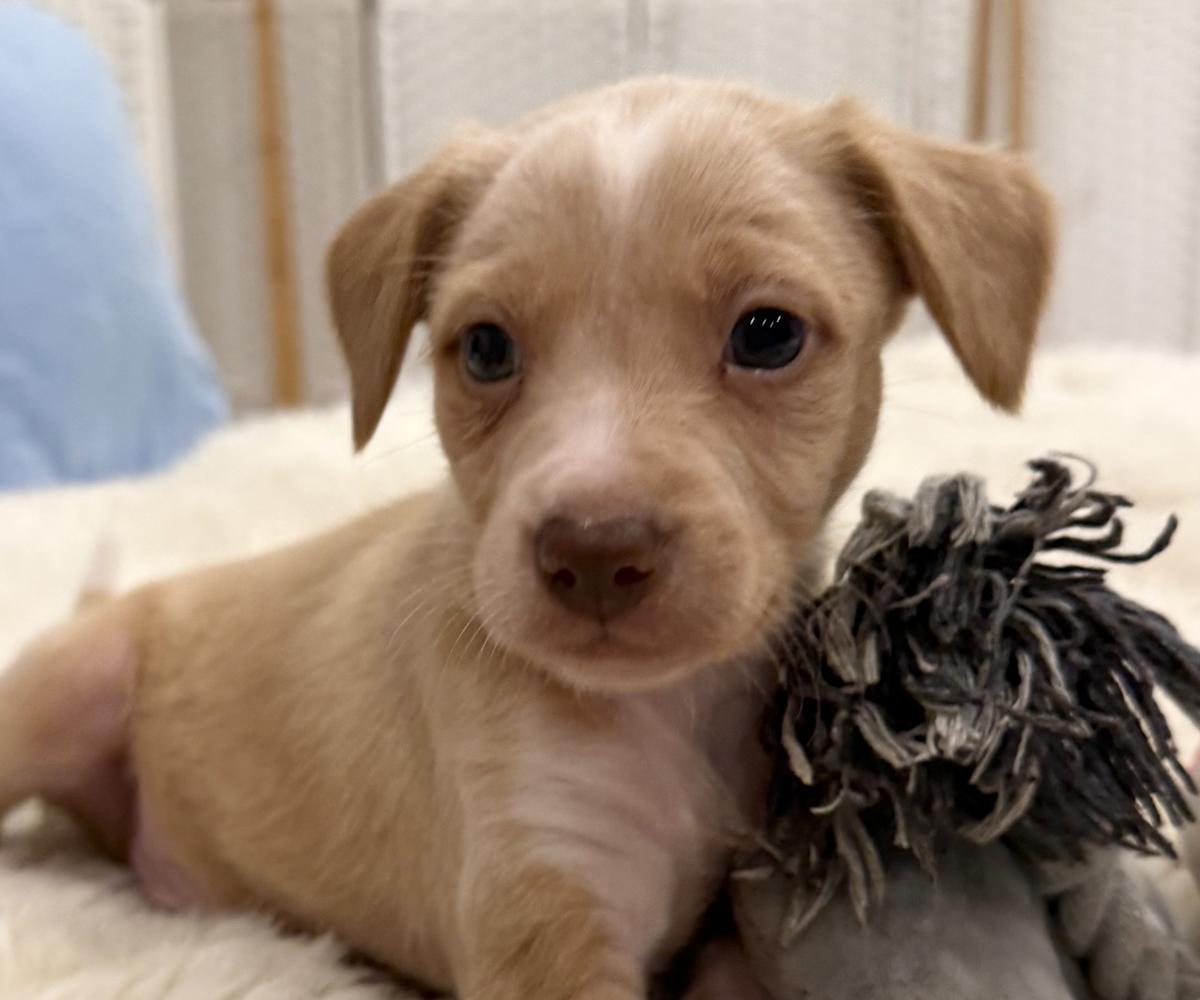 Alfie - PM26244TA Alfie - PM26244TA