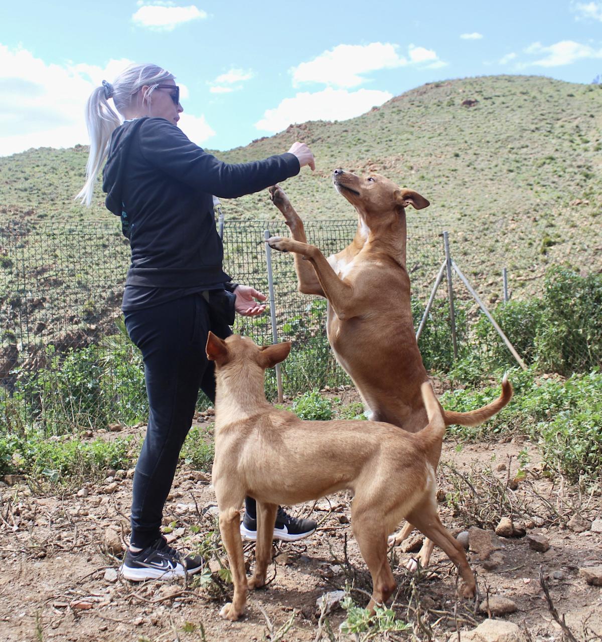 Angelo - AM2518AD Angelo - AM2518AD