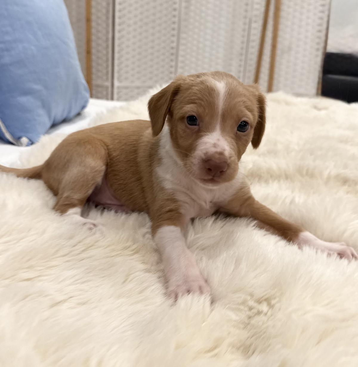 Rusty - PM26246TA Rusty - PM26246TA