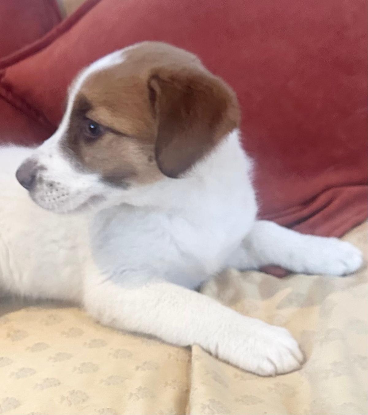 Snowy - PF24109 Snowy - PF24109