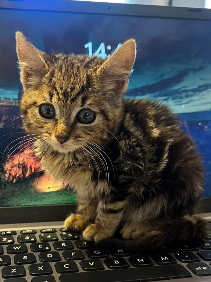 Potato - K25229 Potato - K25229