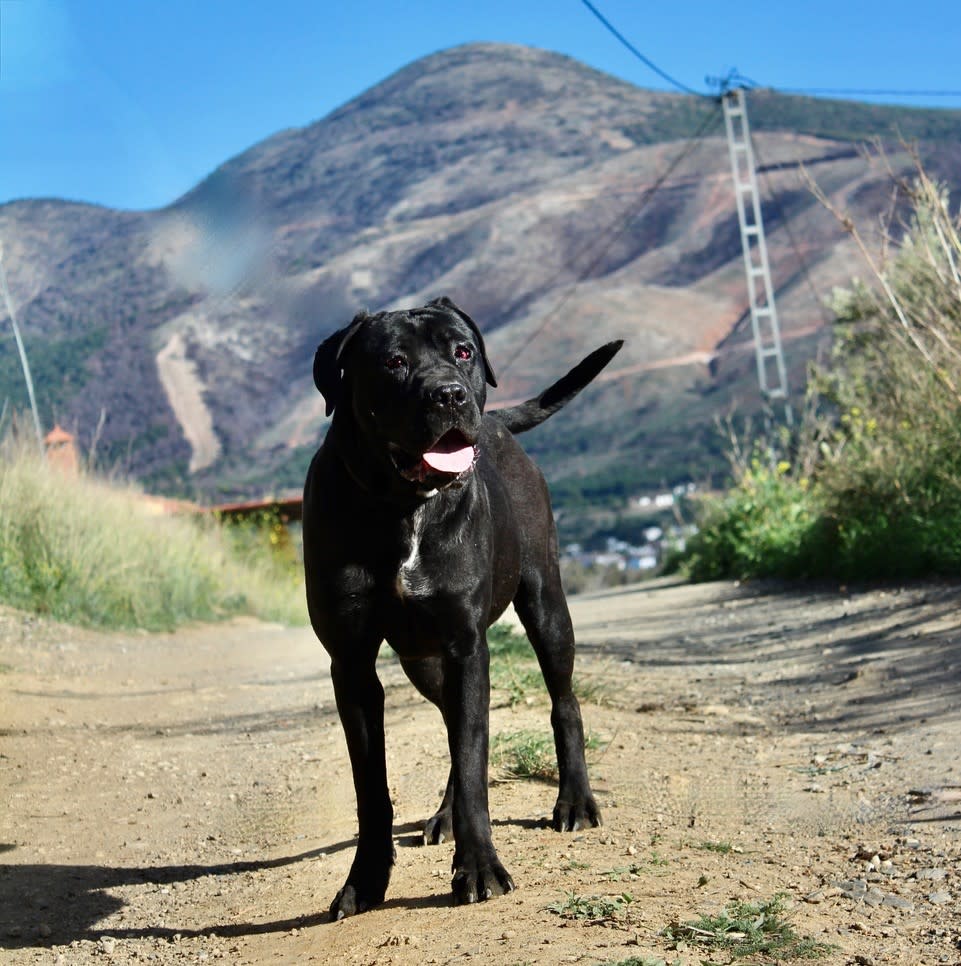 Grace - YF2423SS Grace - YF2423SS