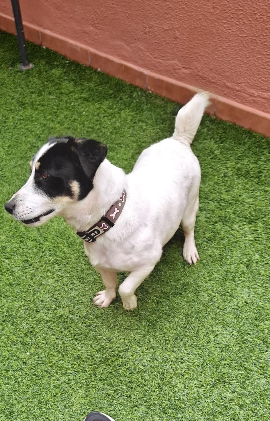 Pancho  - AM25156 Pancho  - AM25156