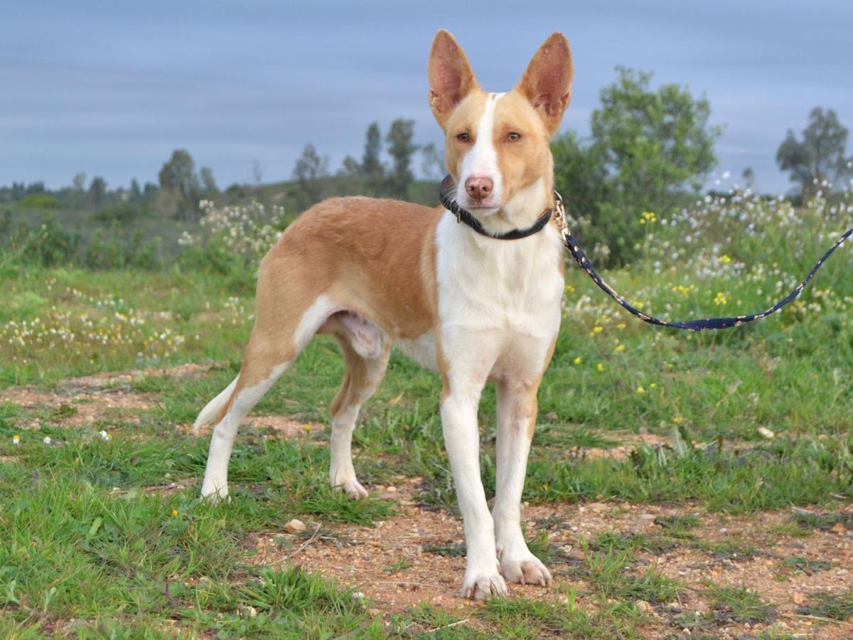 Rufus - AM25117 Rufus - AM25117