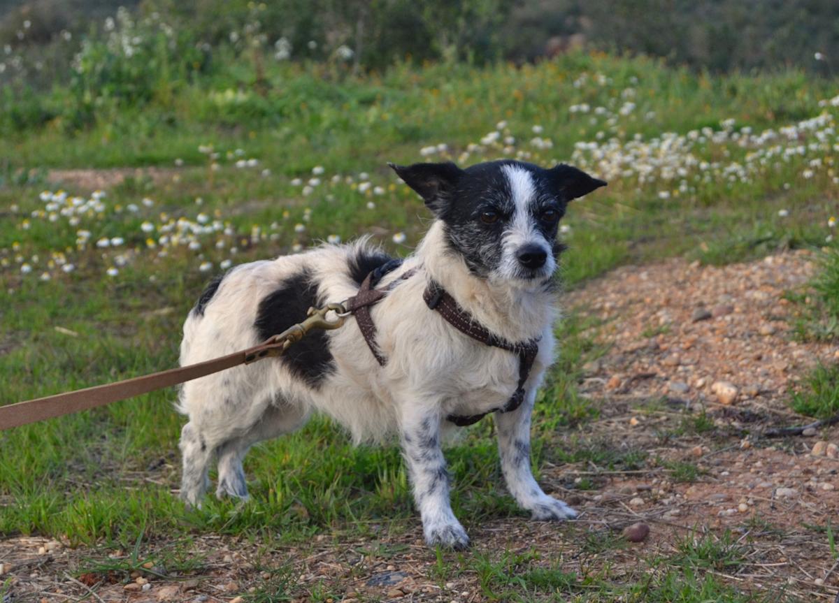 Angela - AF25139LC Angela - AF25139LC