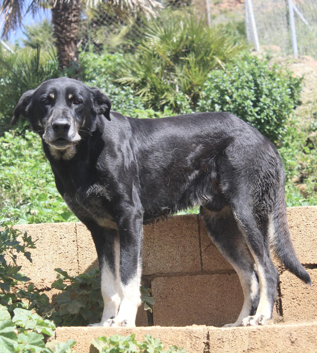 Panther - AM25155AD Panther - AM25155AD