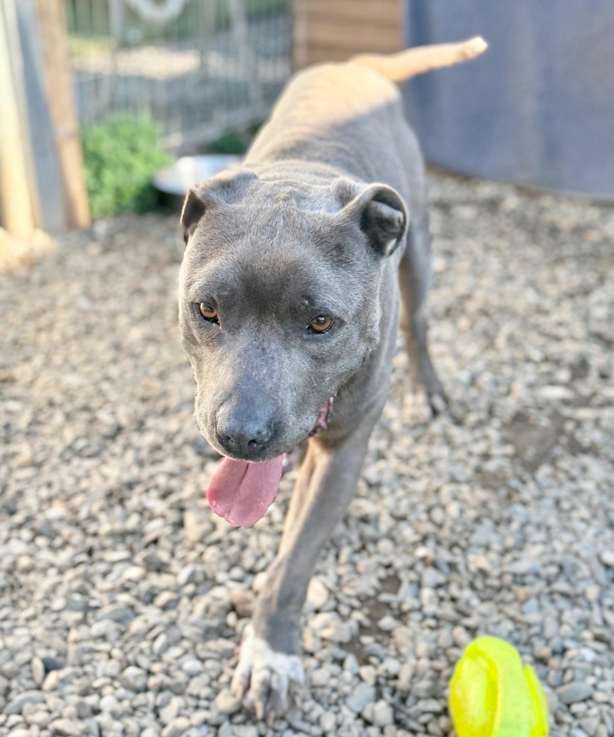 Pedrito - AM26263ML Pedrito - AM26263ML