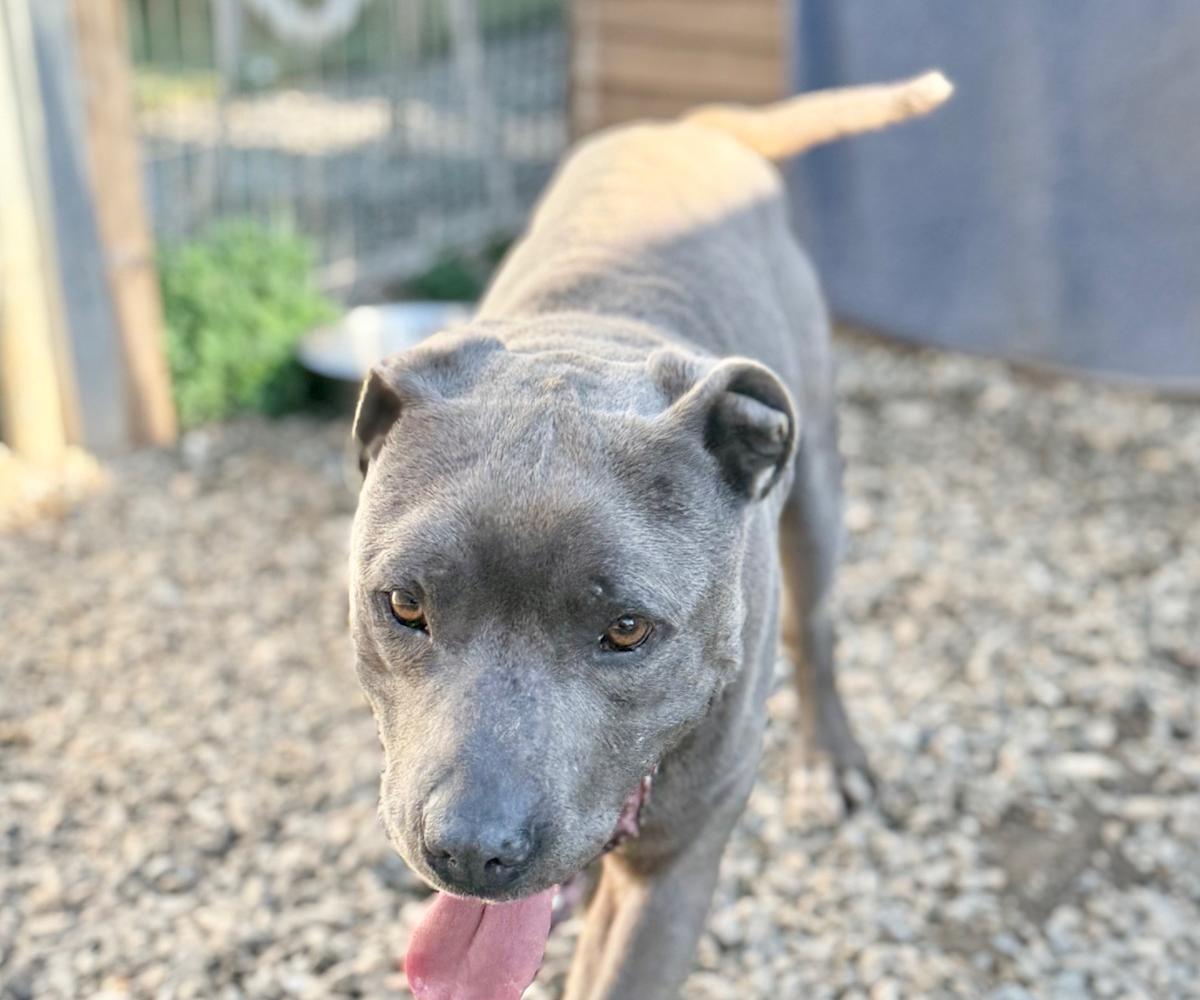 Pedrito - AM26263ML Pedrito - AM26263ML