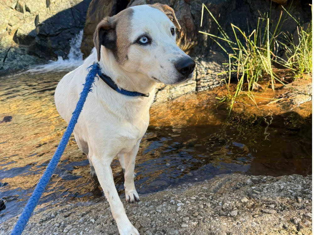 Janette - AF26260AD Janette - AF26260AD