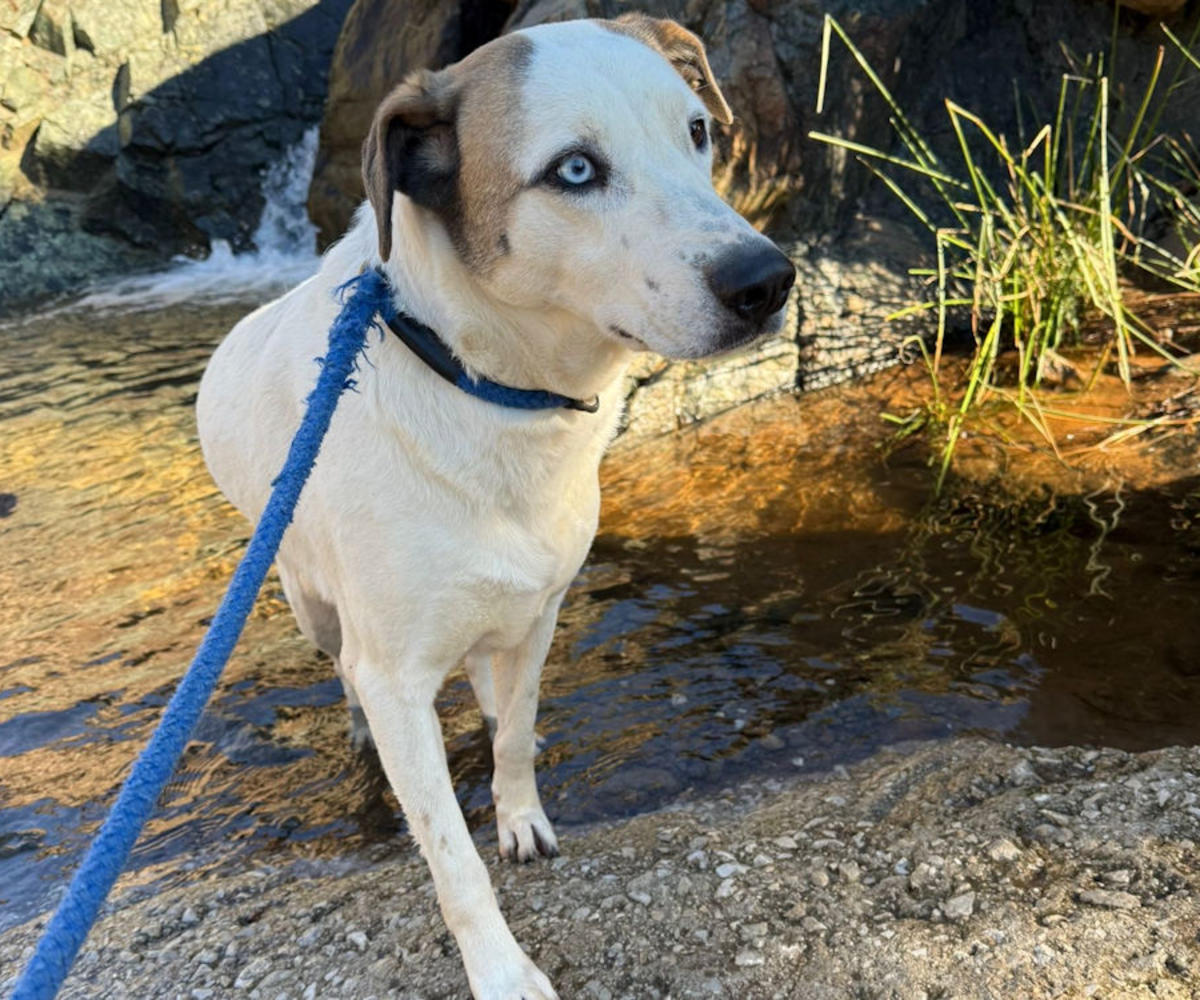 Janette - AF26260AD Janette - AF26260AD