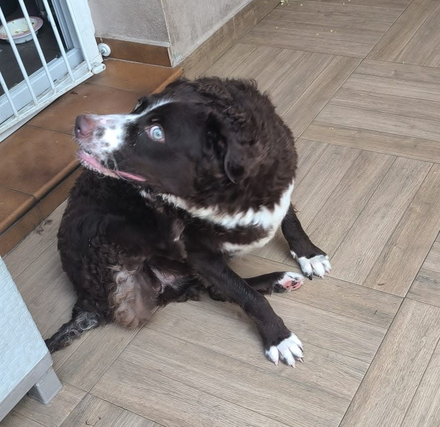 Sacha - AF25184 Sacha - AF25184