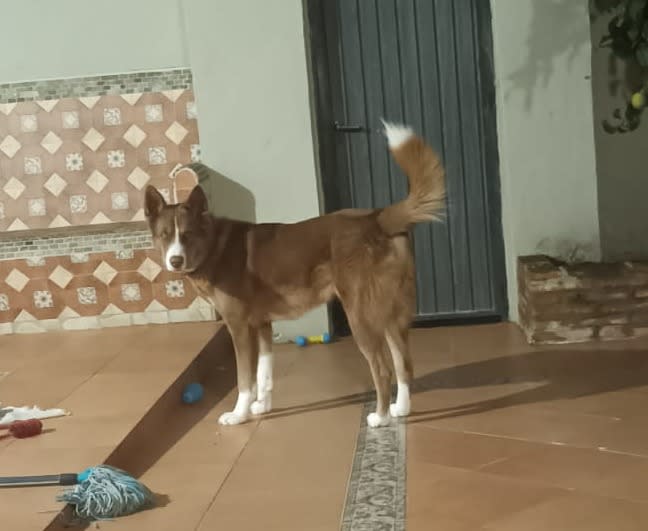 Sancho - YM26265FC Sancho - YM26265FC