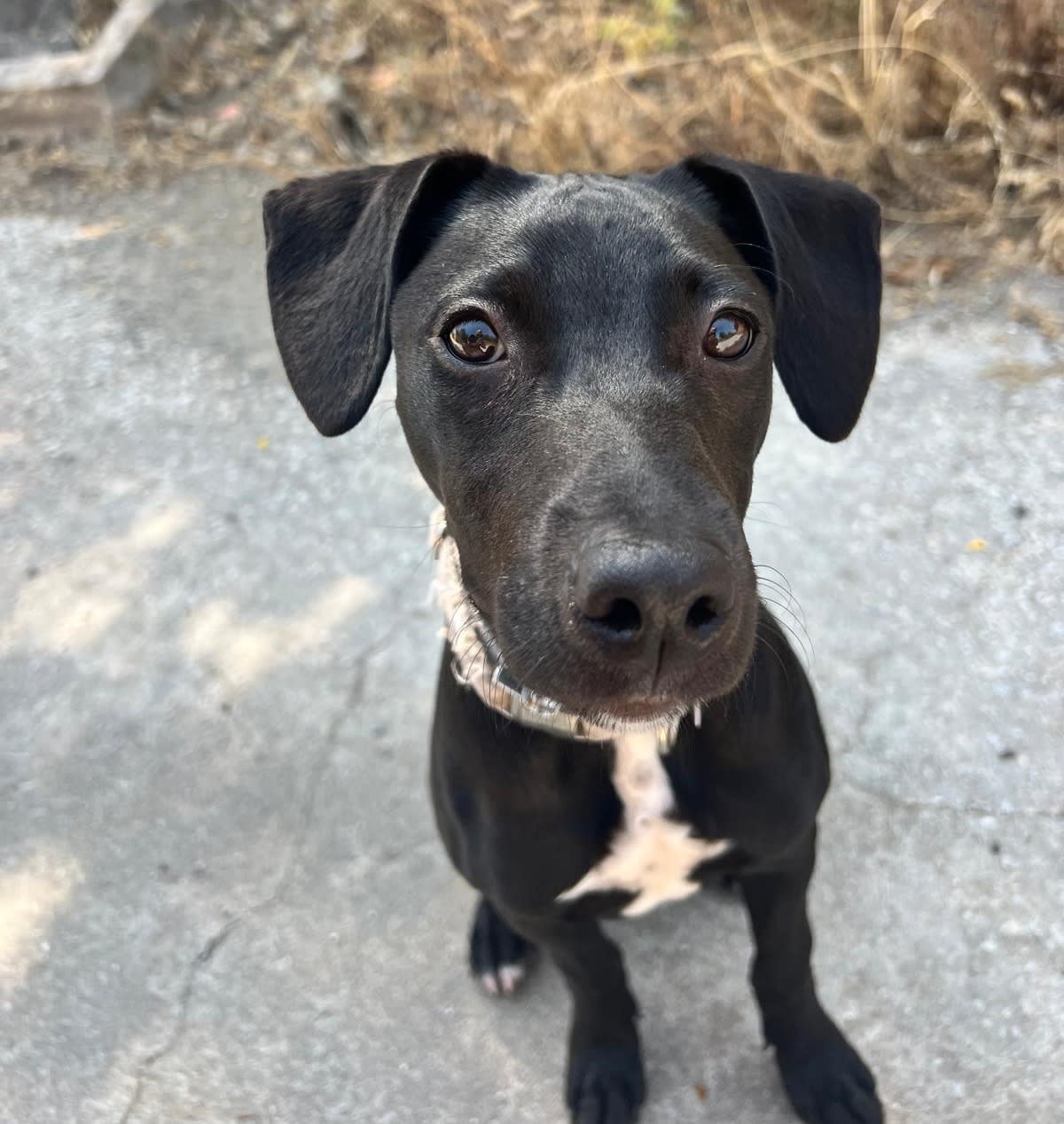 Jet - PF25120 Jet - PF25120