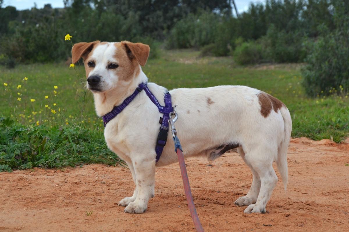 Toby - AM25149LC Toby - AM25149LC