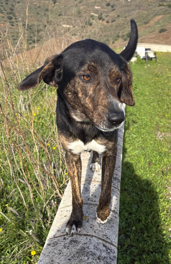 Phoebe and Dobie  - AF26250