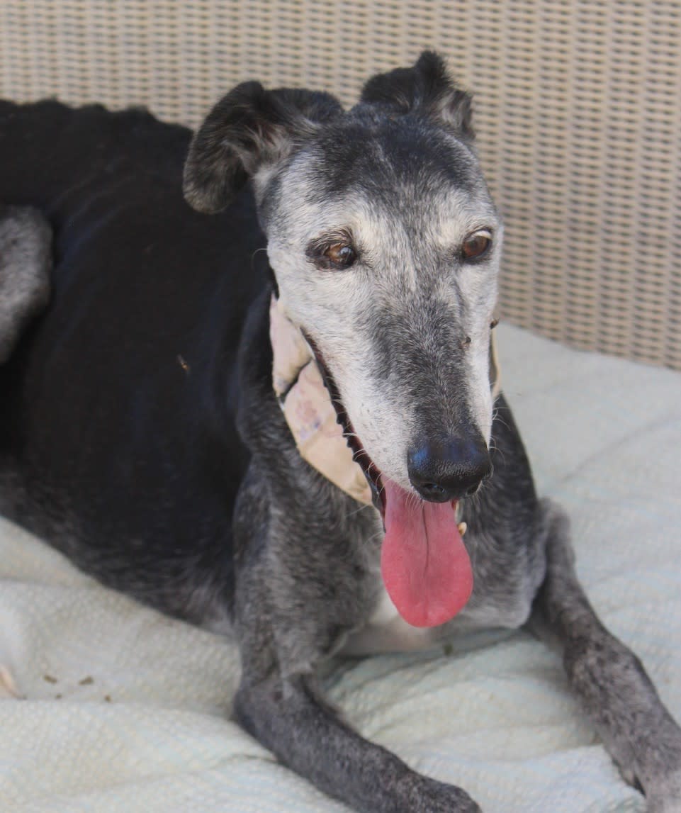 Luz - AF2481FC Luz - AF2481FC