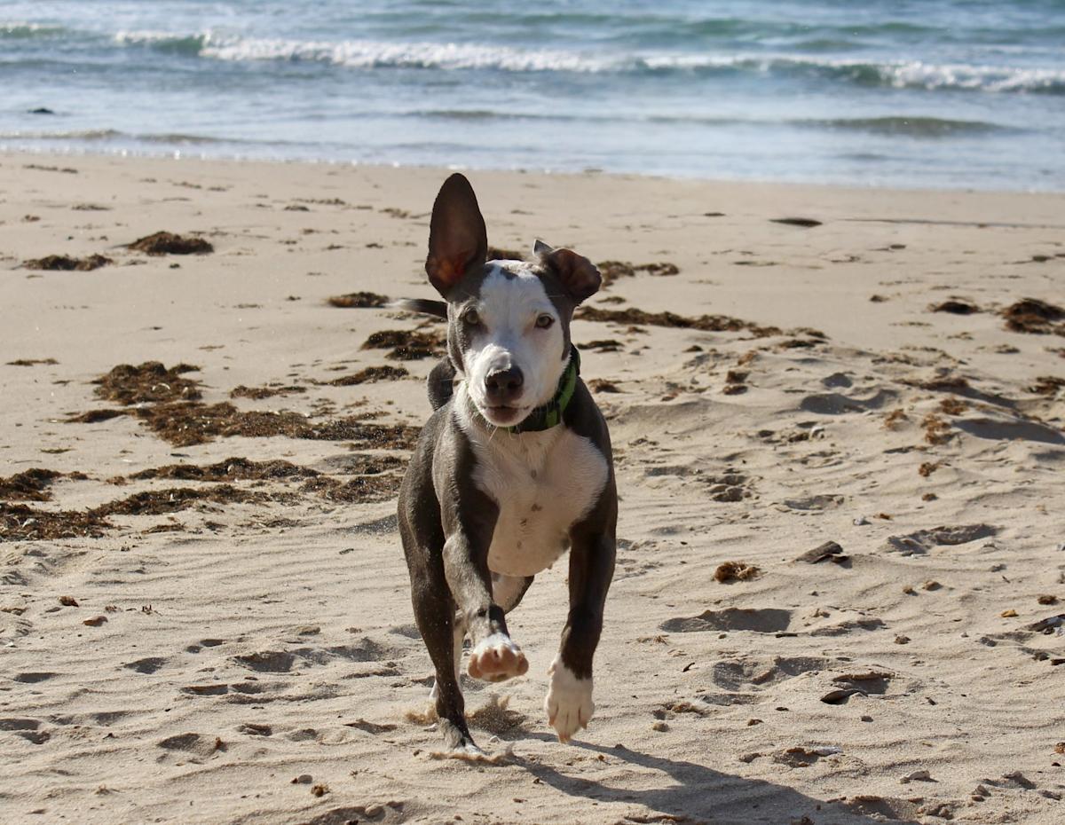 Winston - PM25118 Winston - PM25118