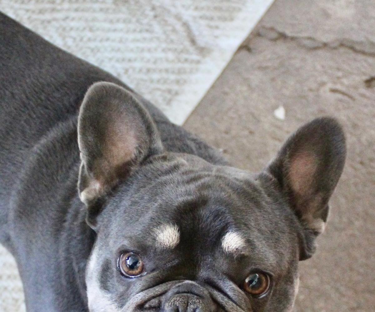 Bingo - AM25221ML Bingo - AM25221ML