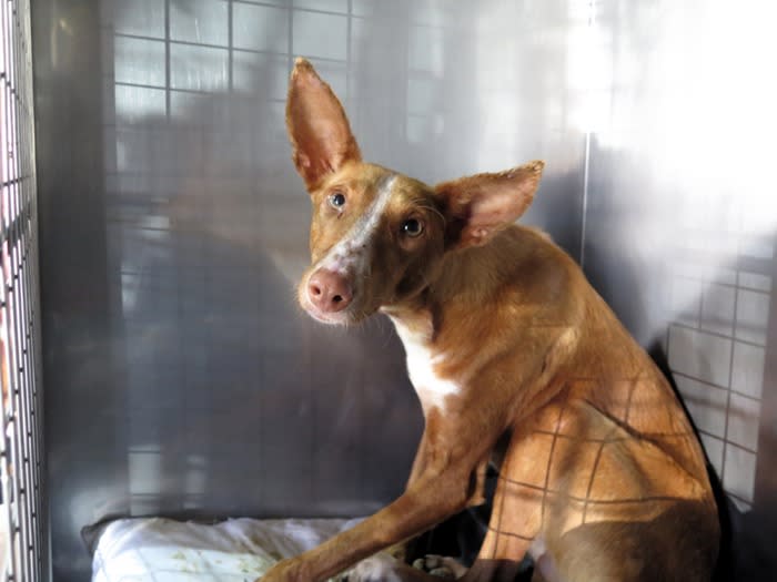 Cafe - AM26283LB Cafe - AM26283LB