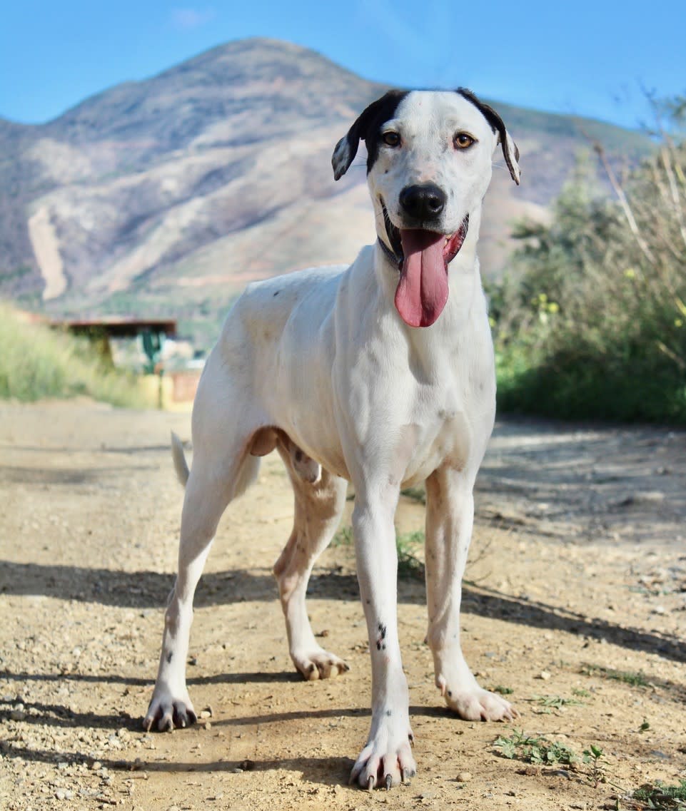 Dermot - YM2424SS Dermot - YM2424SS