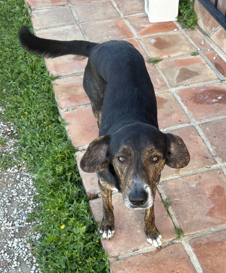 Phoebe and Dobie  - AF26250