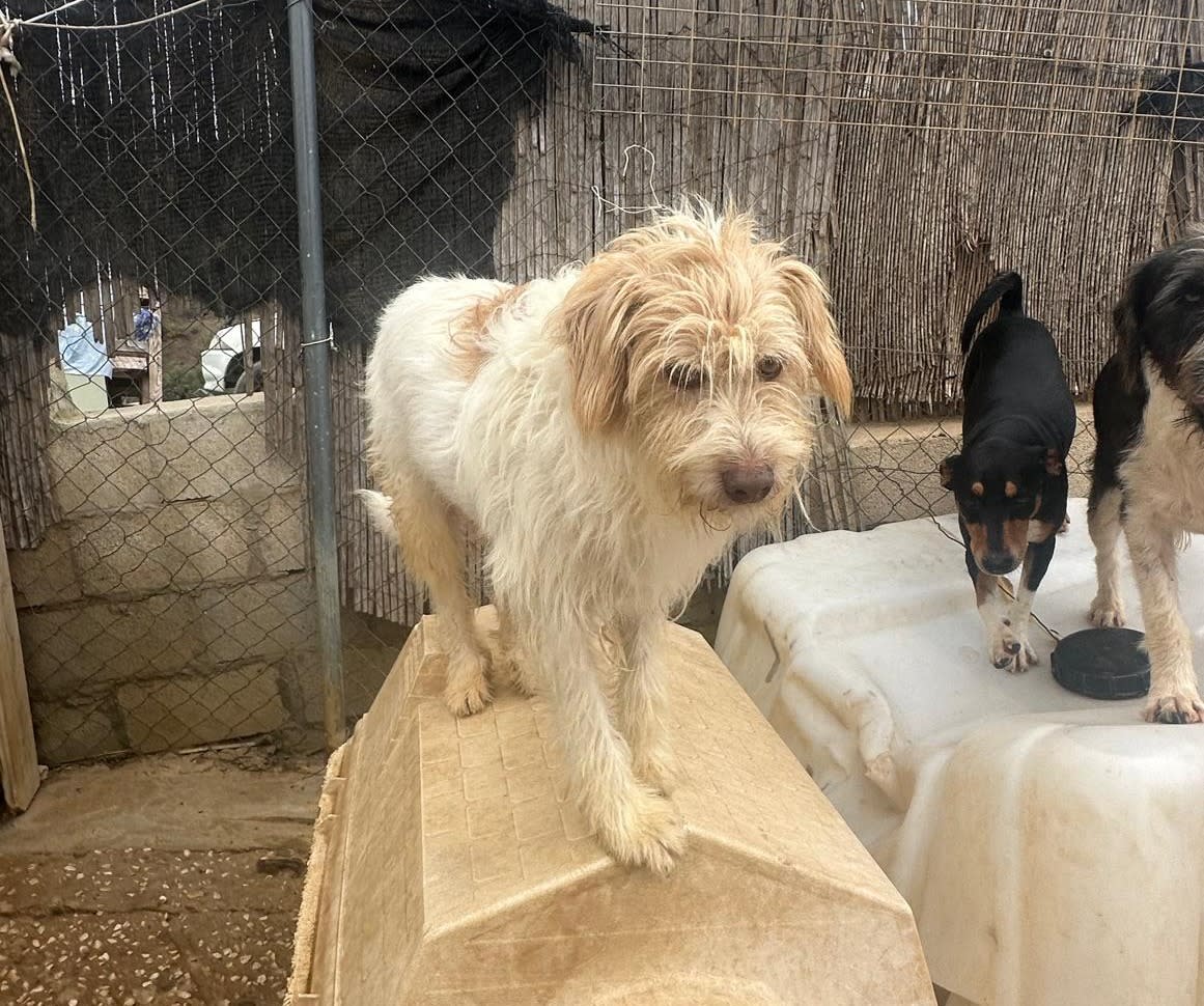 Dos - AM2499PL Dos - AM2499PL