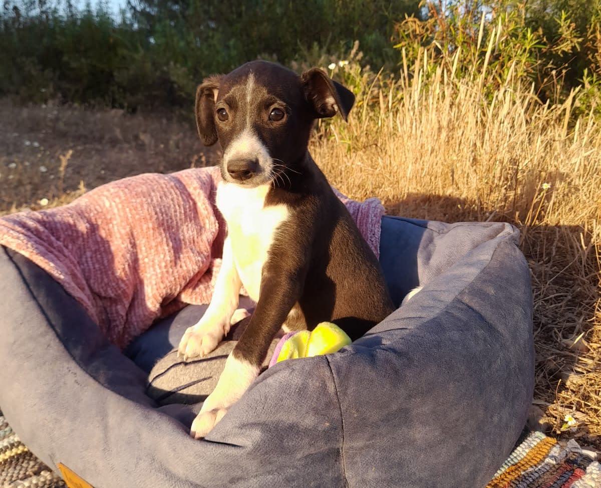 Lolo - PM25178 Lolo - PM25178