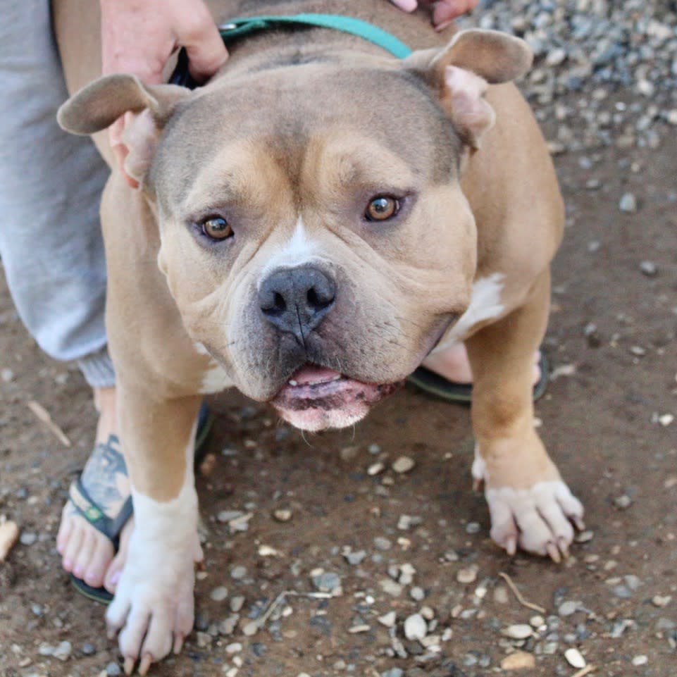 Cecil - AM25219ML Cecil - AM25219ML