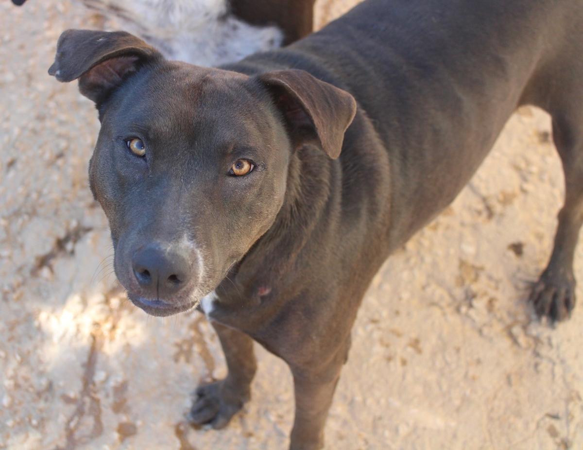 Timmy - AM25201PL Timmy - AM25201PL