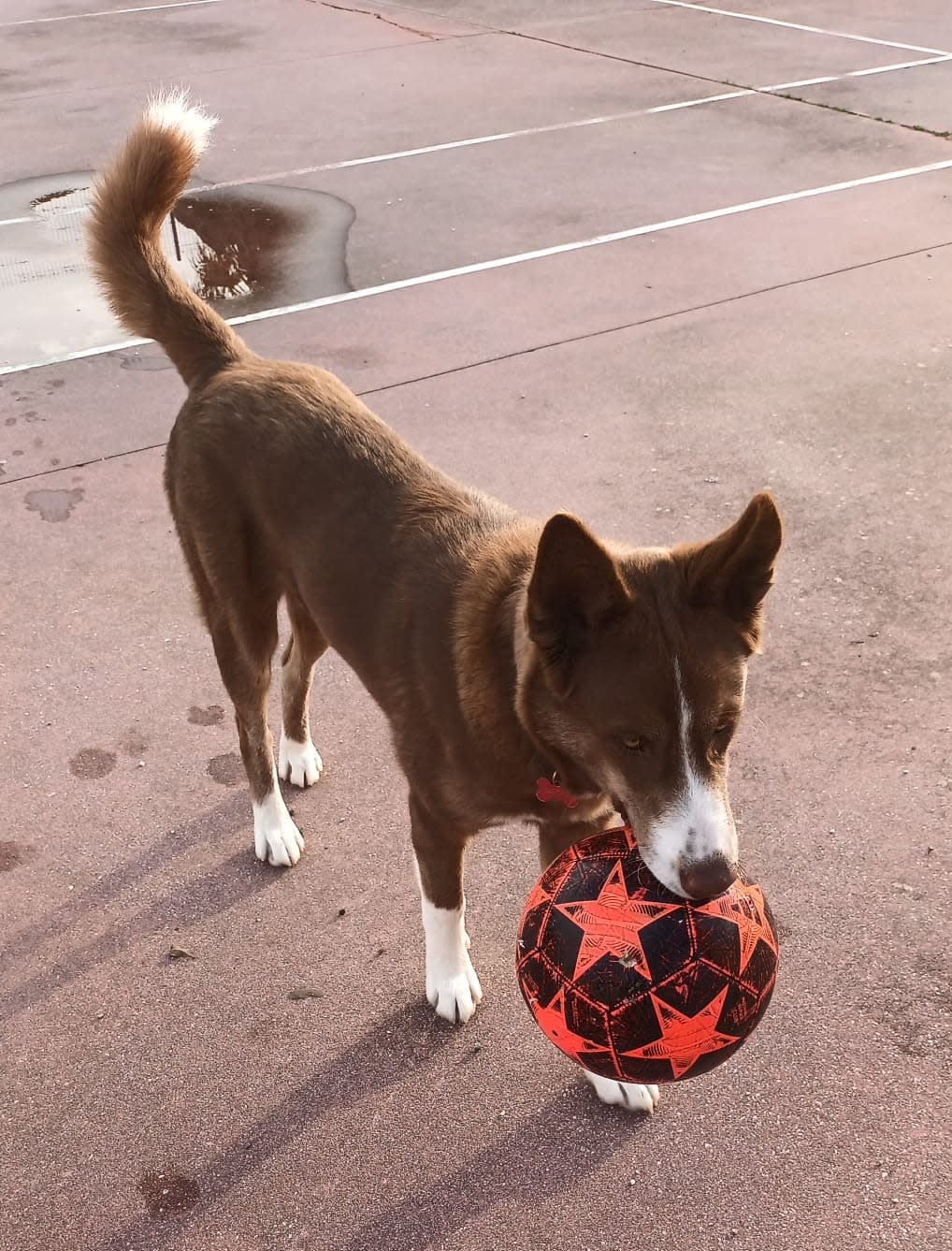 Sancho - YM26265FC Sancho - YM26265FC