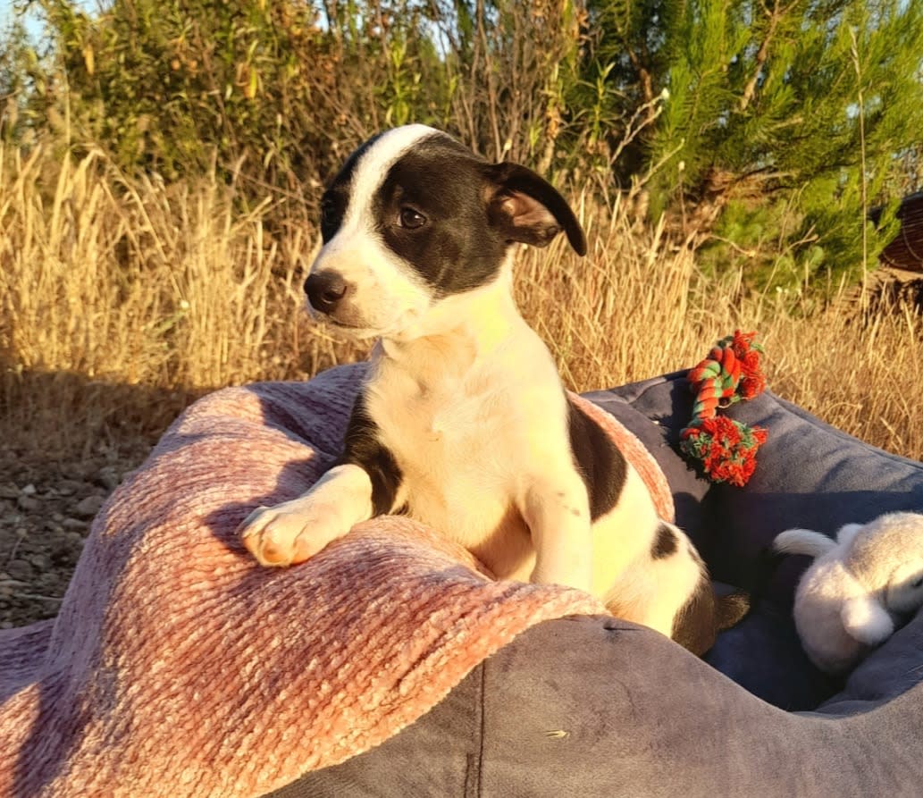 Loli - PF25179 Loli - PF25179