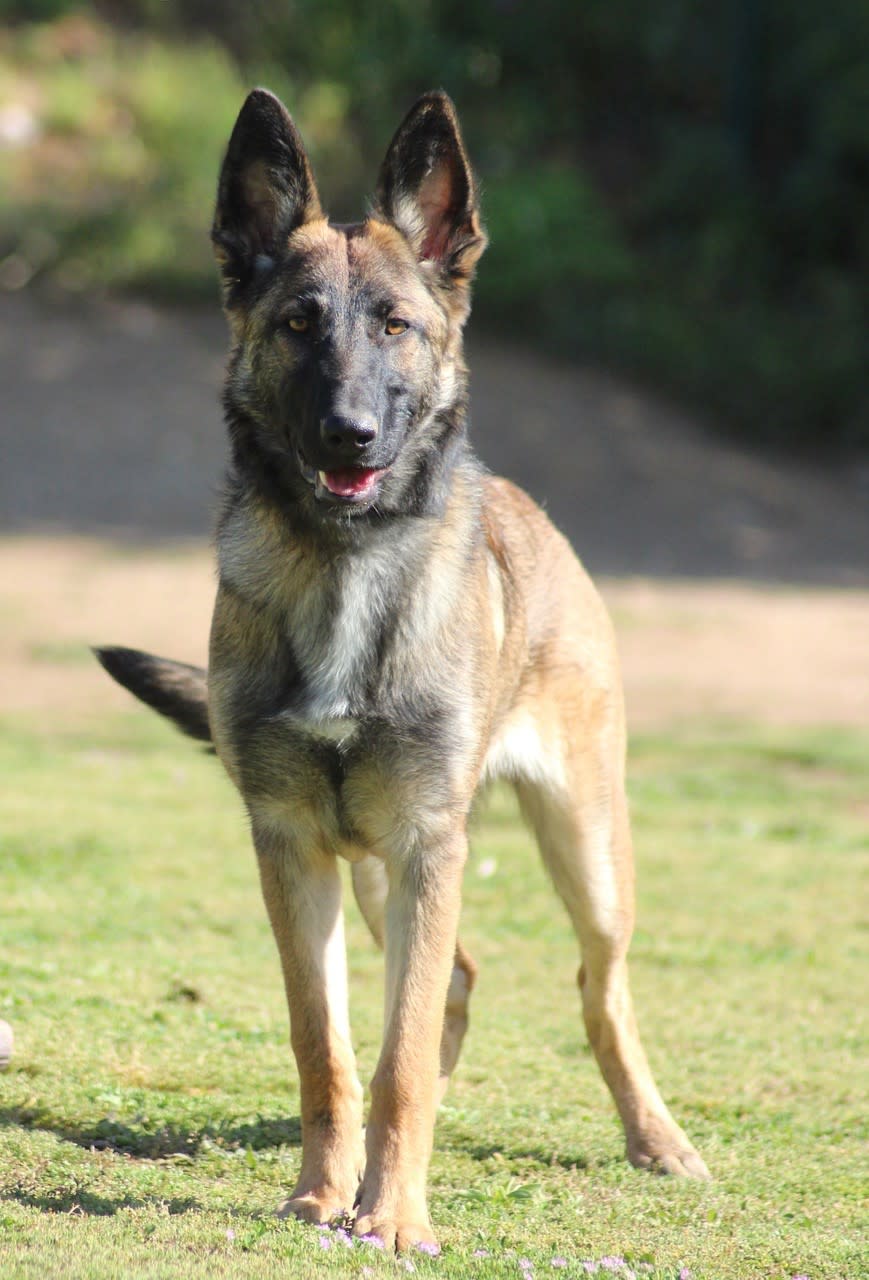 Diva - YF2443 Diva - YF2443