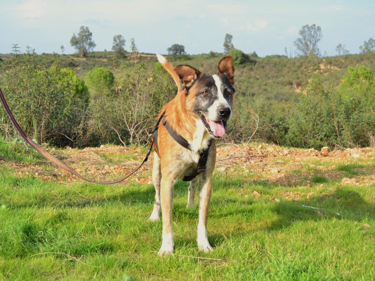 Coyote - AM25135LC Coyote - AM25135LC