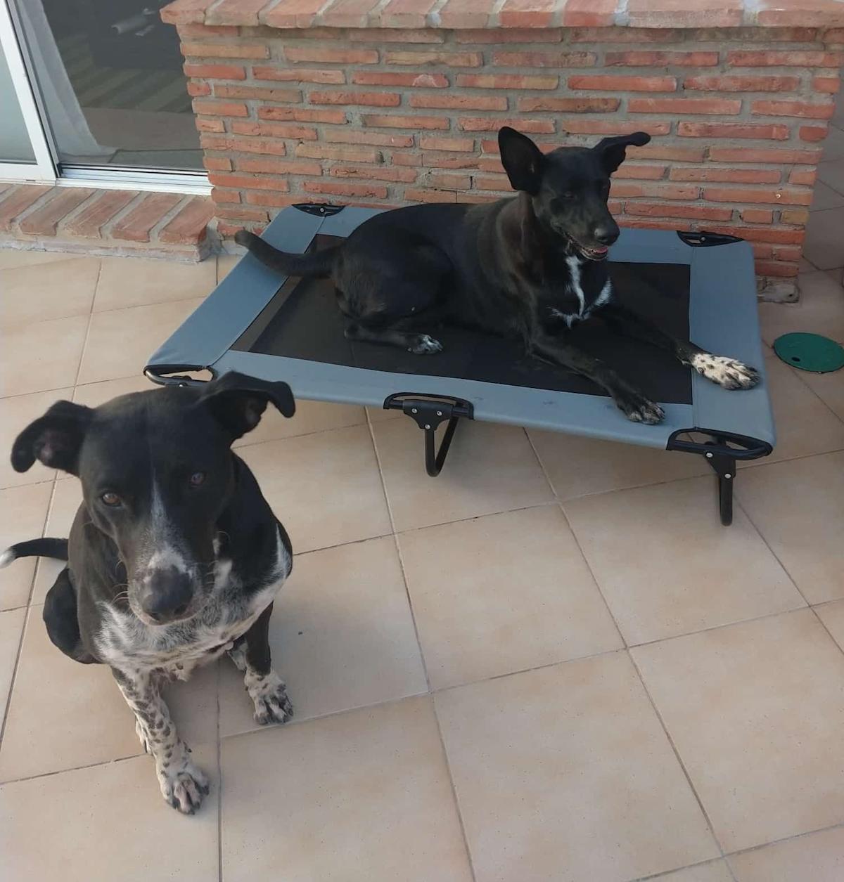 Chesca - YF25209 Chesca - YF25209