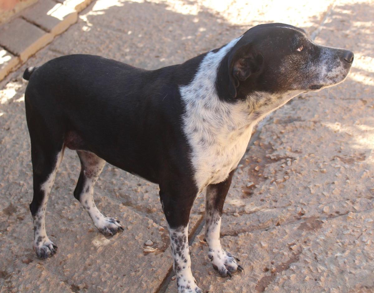 Lady - AF24101PL Lady - AF24101PL