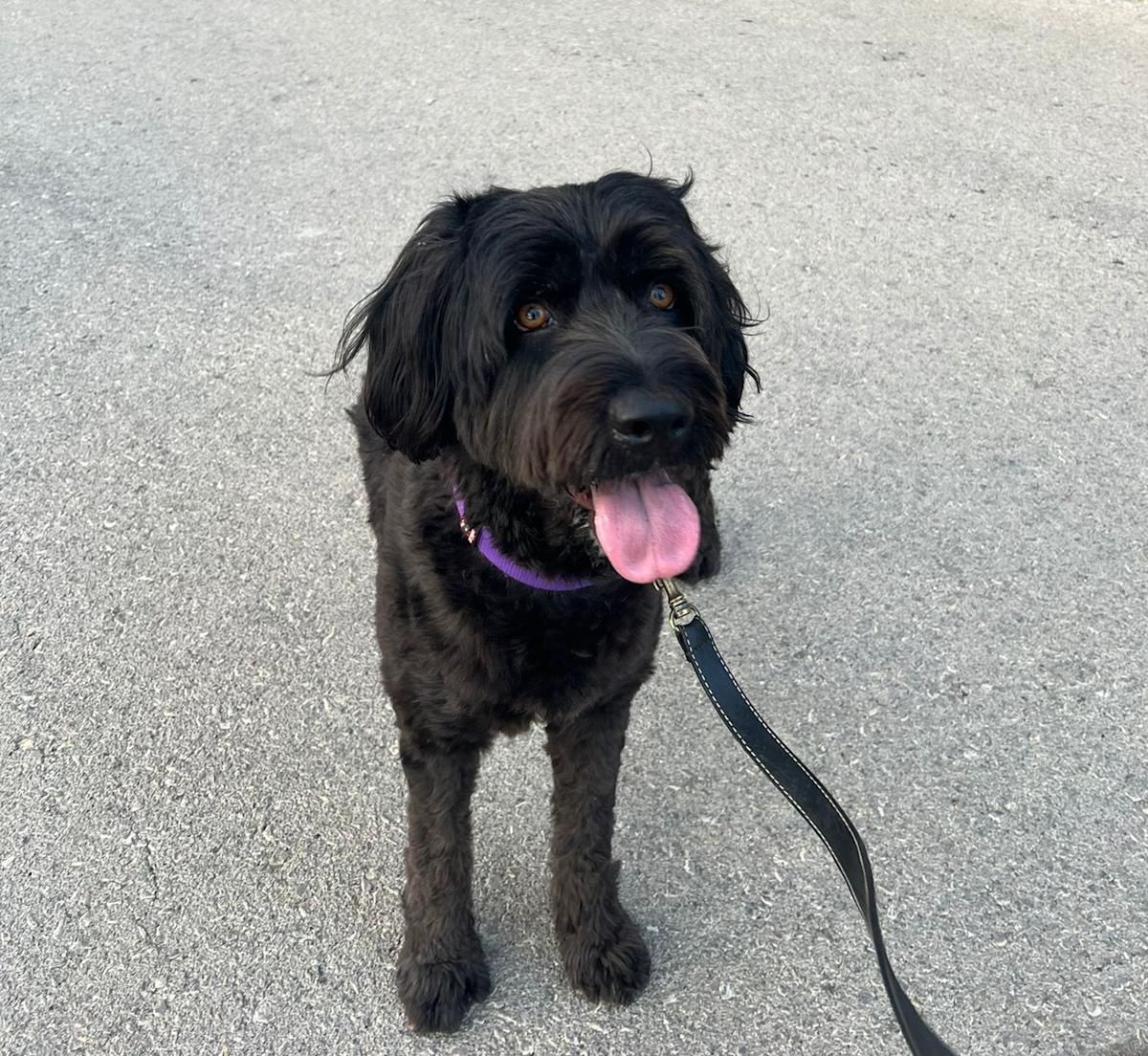 Maxy - AM2493 Maxy - AM2493