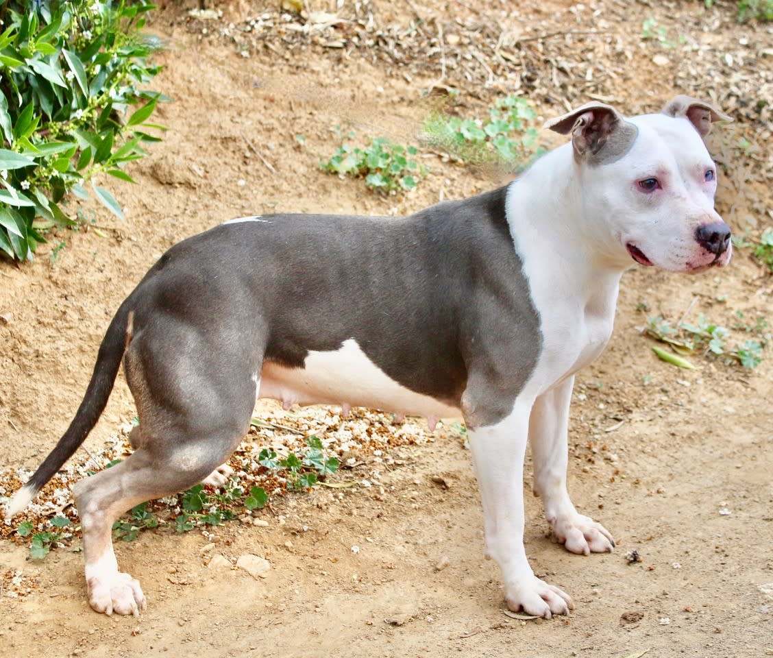 Perla - AF2414SS Perla - AF2414SS