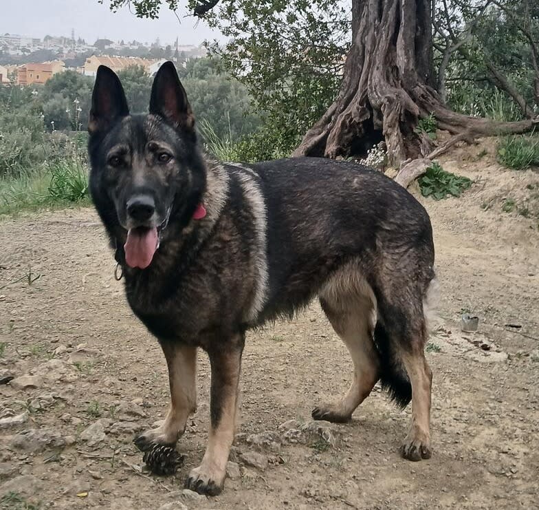 Loba - AF26290 Loba - AF26290